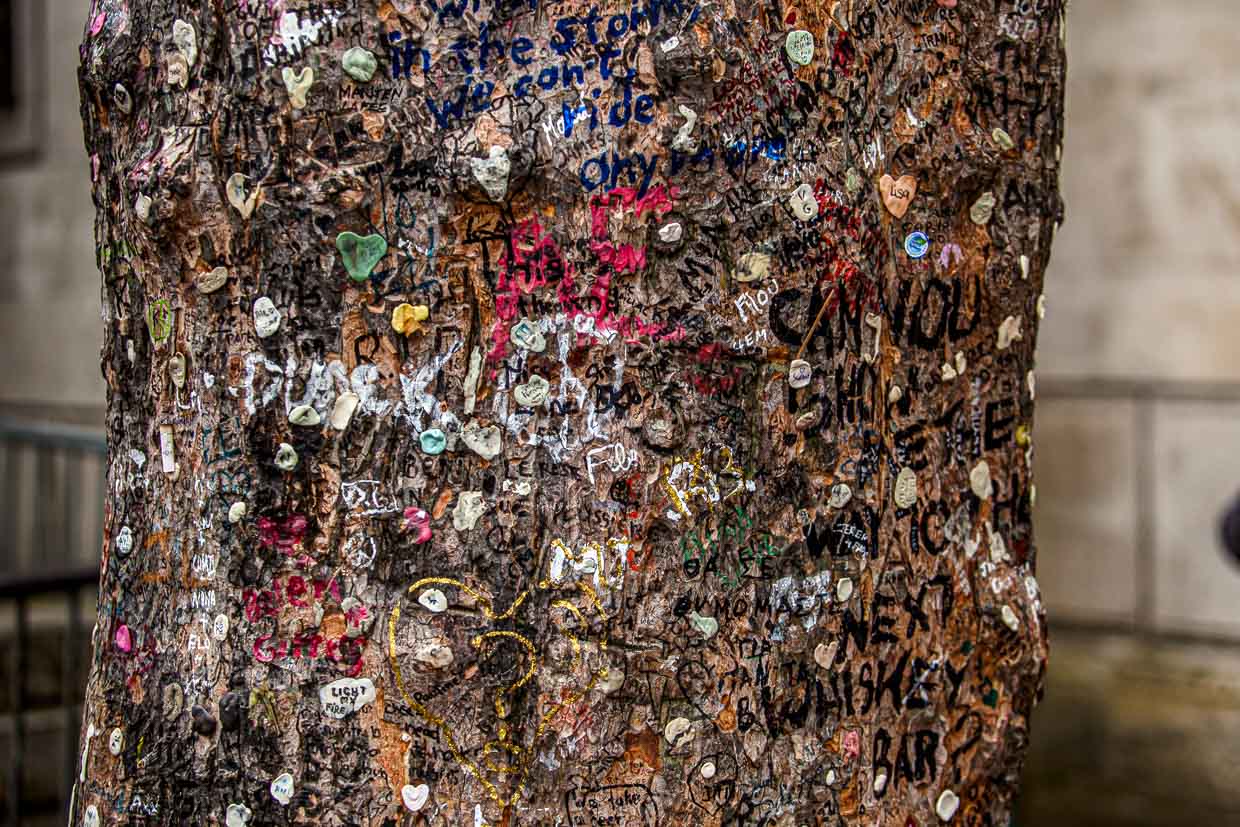 Baumrinde mit aufgeklebten Kaugummis nahe Jim Morrisons Grab / © Foto: Georg Berg