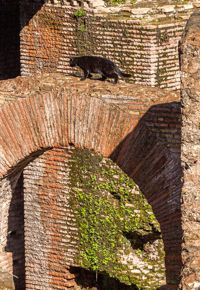 Katze auf einem Mauerbogen im Colosseum in Rom / © Foto: Georg Berg