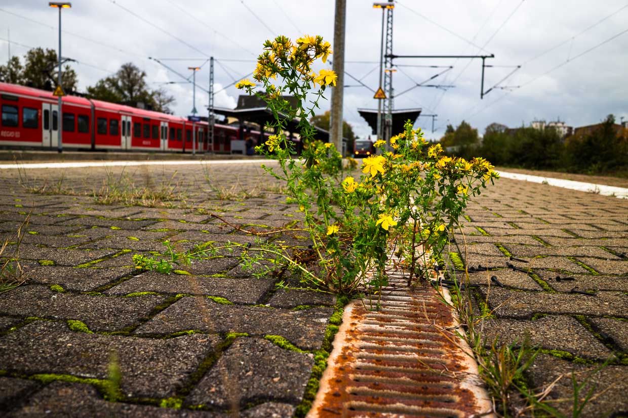 Wilde Blumen leben in einem Gulli-Spalt auf einem Bahnsteig / © Foto: Georg Berg