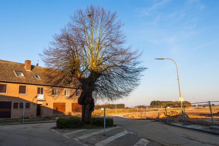 Lengeboom / © Foto: Georg Berg