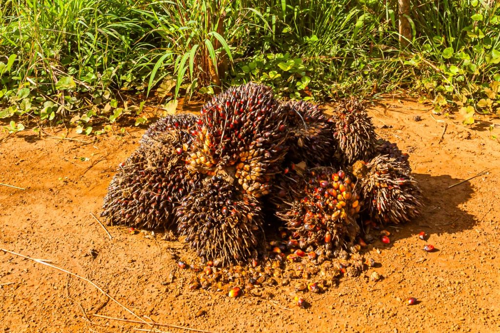 In Sierra Leone können Palmöl-Früchte das ganze Jahr über geerntet werden / © Foto: Georg Berg