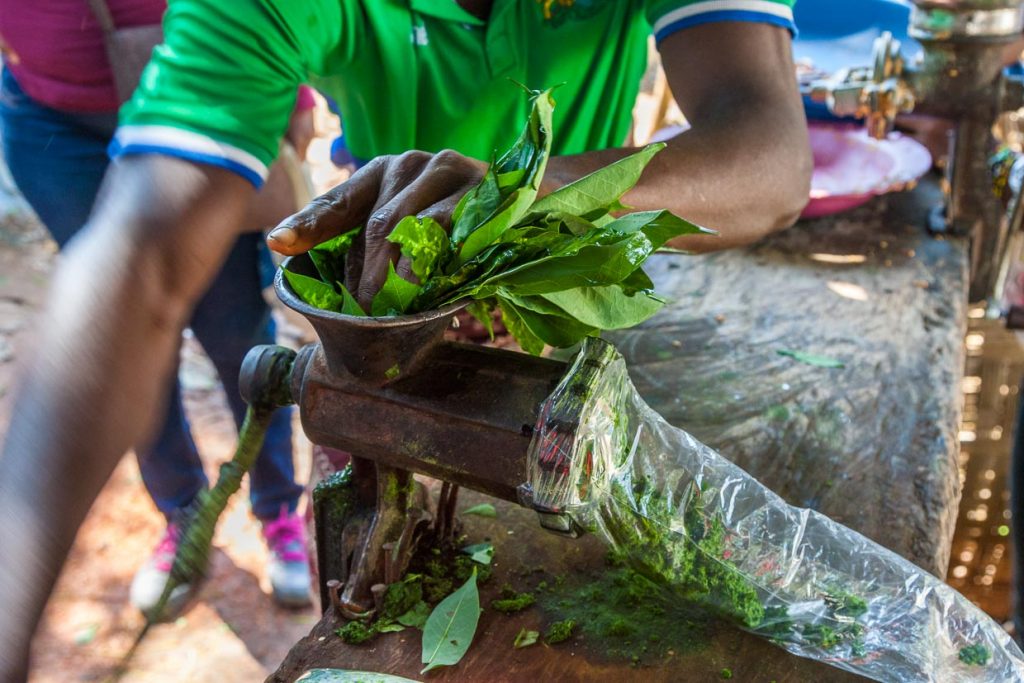 Auf jedem Markt in Sierra Leone werden Cassava-Blätter frisch durch den Wolf gedreht und in Plastiktüten verkauft / © Foto: Georg Berg