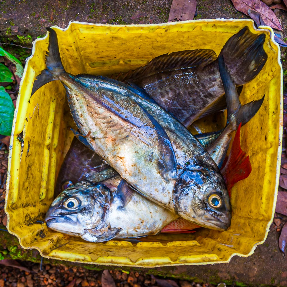 Eine gute Portion Fisch aus dem Atlantik. In Sierra Leone wird kein Lebensmittel lange gelagert, sondern meist frisch zubereitet / © Foto: Georg Berg