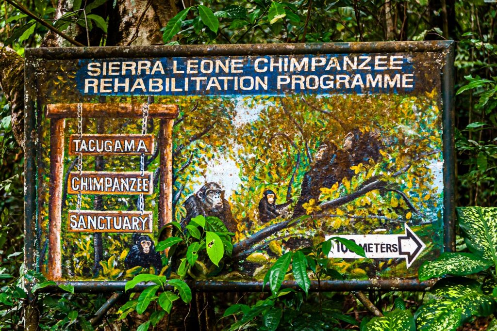 Bei Freetown werden Schimpansen wieder auf die Wildnis vorbereitet / © Foto: Georg Berg