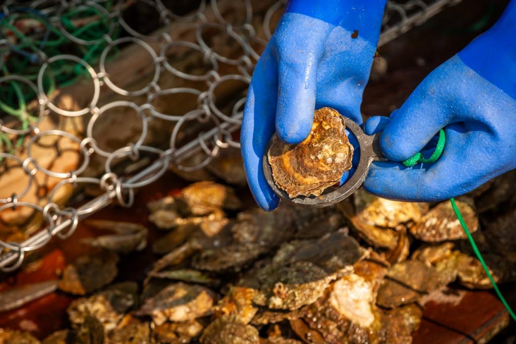 Austern, die durch den Ring passen, sind zu klein und dürfen zurück ins Meer / © Foto: Georg Berg