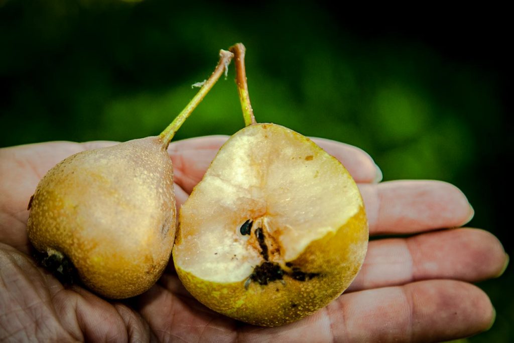 Die Dörrbirne. Sie reift von innen nach außen / © Foto: Georg Berg