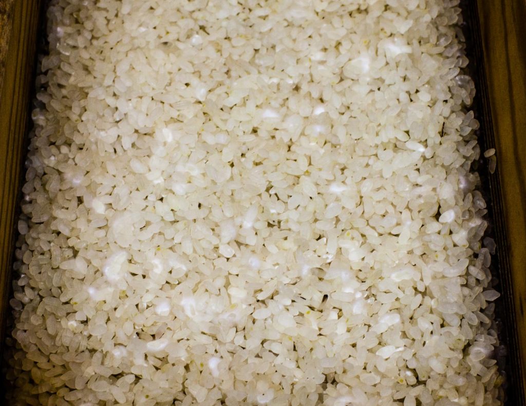 Im Reis beginnt der Kojipilz zu sprießen / © Foto: Georg Berg