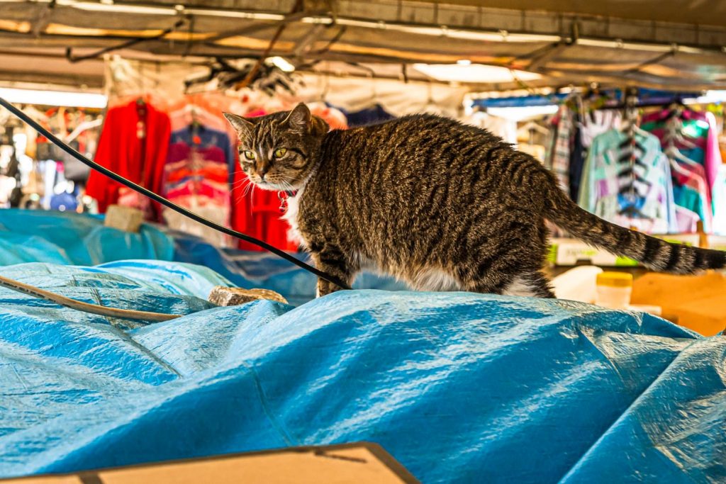 Schnäppchenjagd statt Mäusejagd: Katze auf einem Kleidermarkt in Poznan, Polen / © Foto: Georg Berg