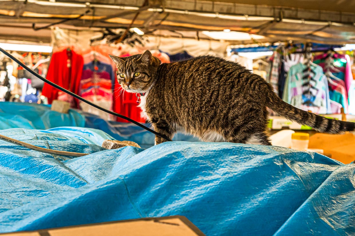 Schnäppchenjagd statt Mäusejagd: Katze auf einem Kleidermarkt in Poznan, Polen / © Foto: Georg Berg