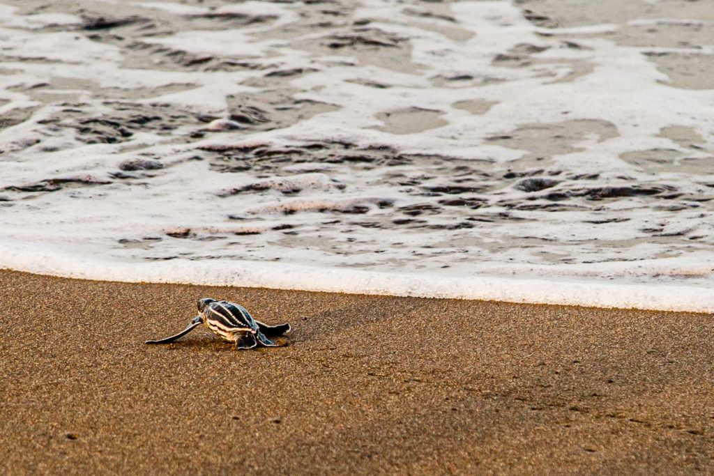 Bald geschafft! Schlüpfling auf den letzten Zentimetern des Strandes. Aber nicht nur an Land lauern Gefahren. Auch im Wasser warten schon Fressfeinde auf die jungen Schildkröten / © Foto: Georg Berg