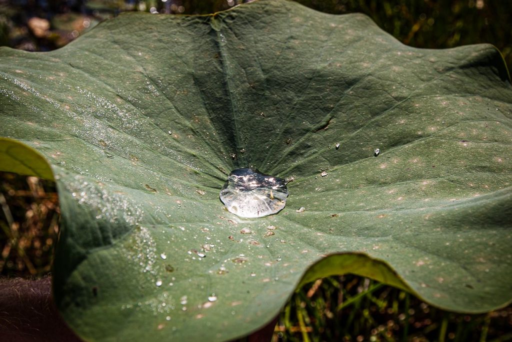 Dank des nach diesen Pflanzen benannte Lotuseffektes lassen sich die Blätter auch als Trinkgefäß benutzen / © Foto: Georg Berg