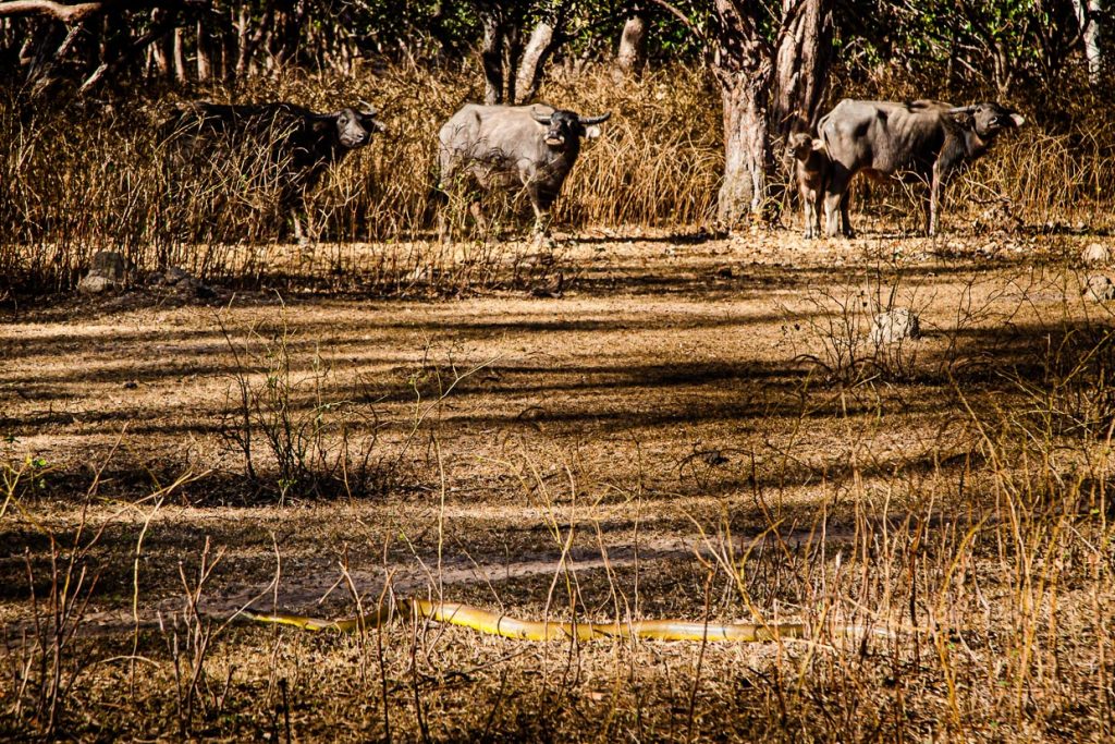Durch das Gras vor den Büffeln schlängelt sich eine Olivepython. Diese Schlangen sind ungiftig und können bis zu vier Metern lang werden / © Foto: Georg Berg