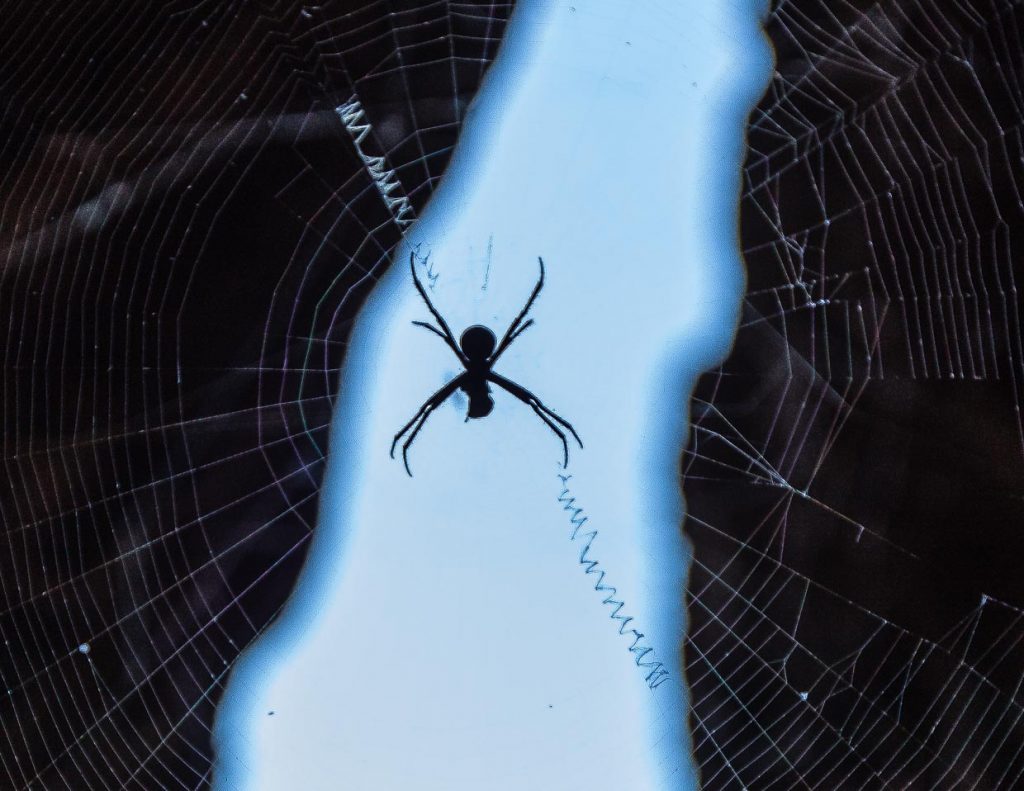 Die Andreaskreuz-Spinne hat ihr Netz mit spiraligen Fäden verstärkt / © Foto: Georg Berg