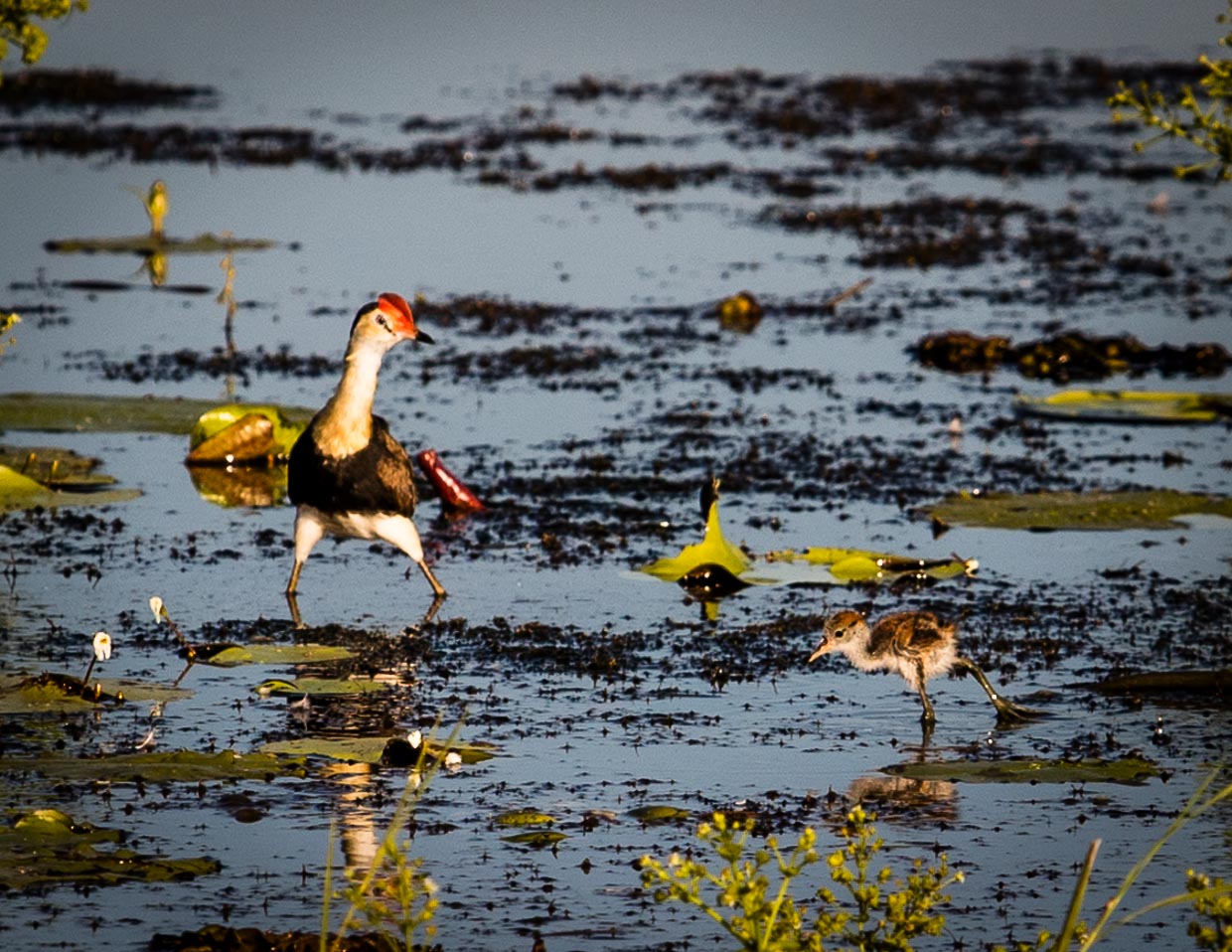 Der Jesusvogel kann über das Wasser laufen. Sein Trick: Mit extrem langen Zehen kann er auf den Pflanzen an der Wasseroberfläche stehen / © Foto: Georg Berg