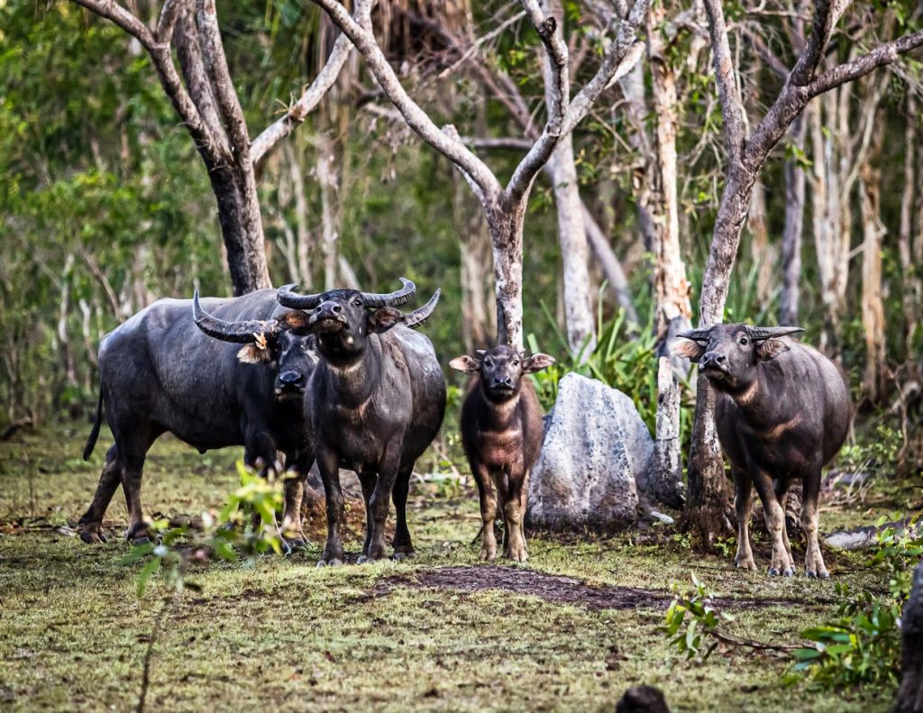 Abwehrbereite Wasserbüffelfamilie / © Foto: Georg Berg