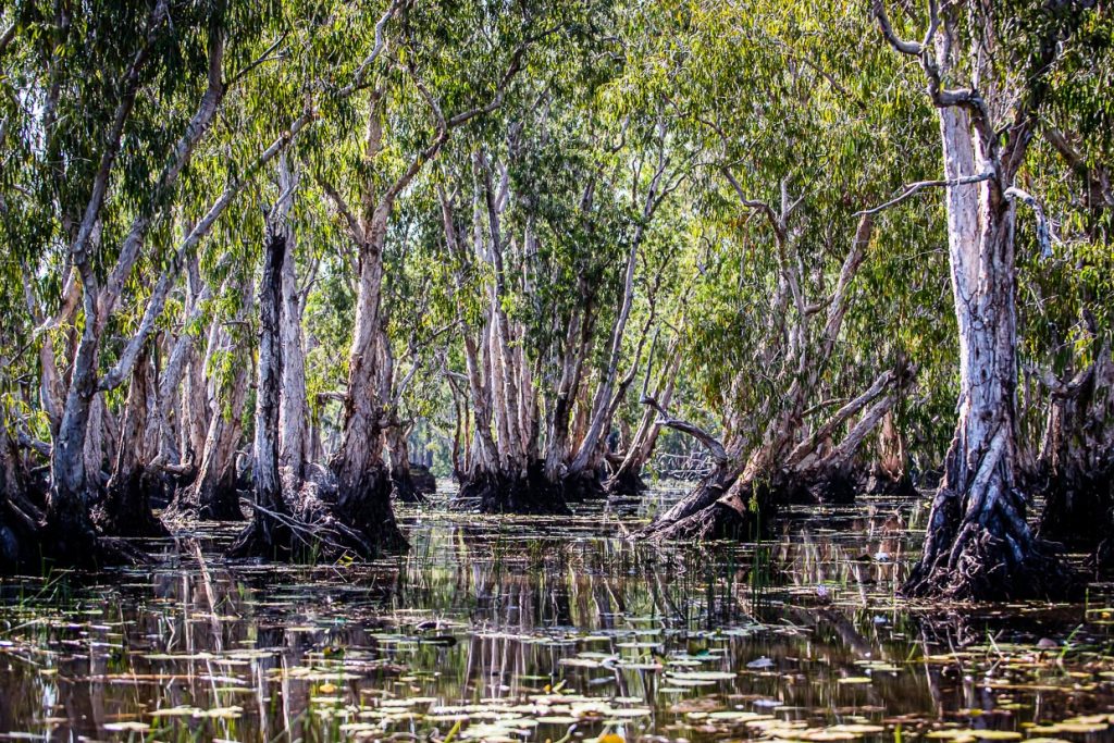 Bei langsamer Fahrt gleitet das Boot still durch den Wald. Die für Australien so typischen Eukalyptusbäume haben sich an die jährlich wiederkehrenden Überflutungen während der Regenzeit angepasst / © Foto: Georg Berg