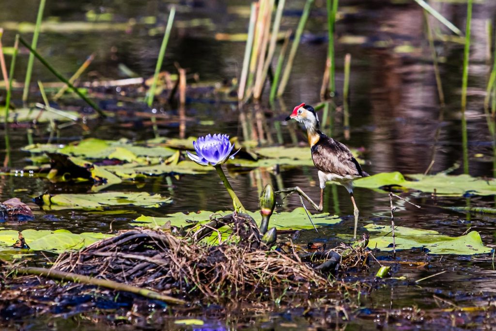 Das australische Blatthühnchen wird auch Jesusvogel oder Lotusbird genannt, weil es durch seine langen Hinterzehen leicht auf Wasserpflanzen laufen kann / © Foto: Georg Berg