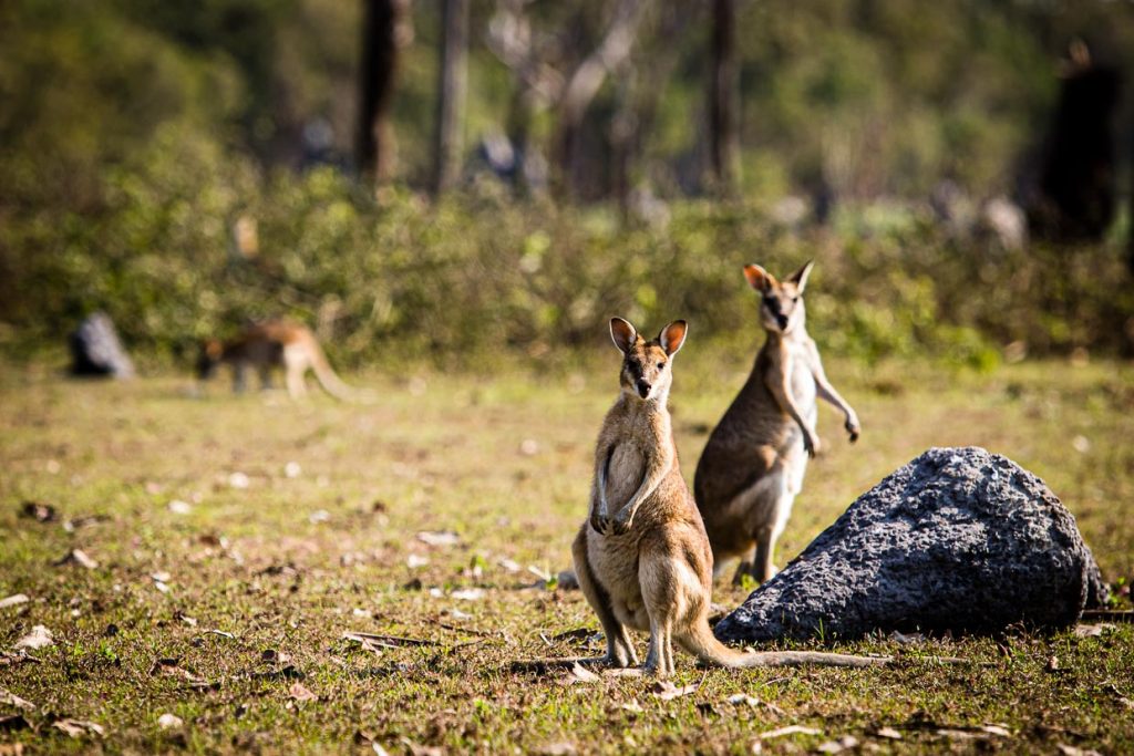 Die Wappentiere Australiens - Kängurus  sind neugierig - aber in ihrer Aggressivität auch nicht zu unterschätzen / © Foto: Georg Berg