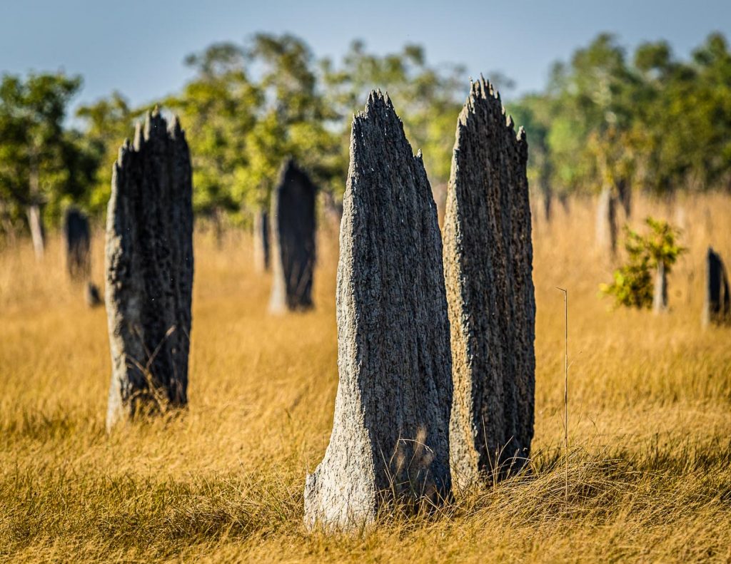 Magnetic Termites, die "magnetischen Termiten" bauen ihre schmalen Hügel exakt in Nord-Süd-Richtung / © Foto: Georg Berg