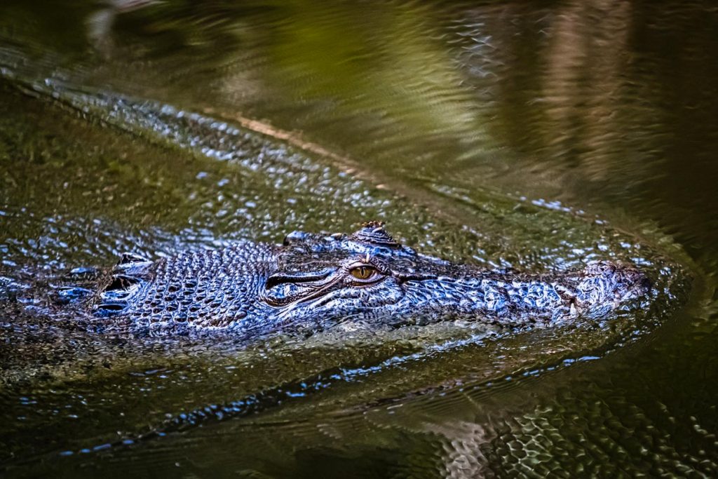 Langsam schwimmt ein Krokodil durch den Billabong und kommt dem Boot gefährlich nahe / © Foto: Georg Berg