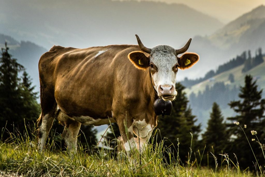 Die Kühe auf der Alp sind übrigens tagsüber im Stall. Dafür fressen sie das saftige Alpengras vom Sonnenuntergang bis zum Morgengrauen, was an dem kontinuierlichen Geläut ihrer Glocken nicht zu überhören ist / © Foto: Georg Berg