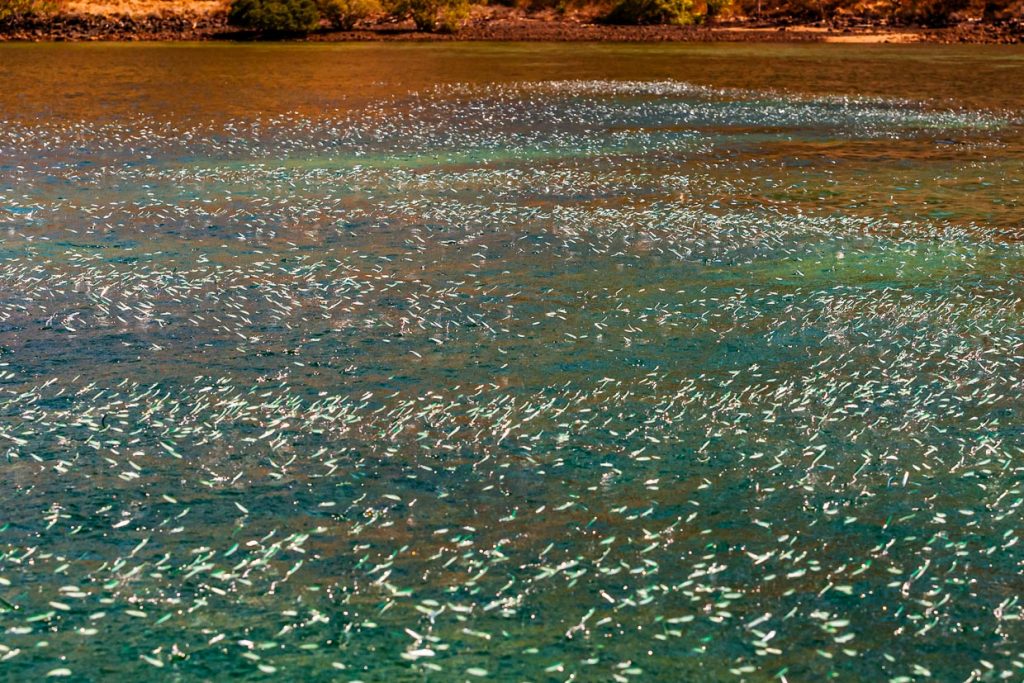 Anchovis springen in Massen aus dem Wasser und zeigen damit das Vorhandensein von Raubfischen an  / © Foto: Georg Berg