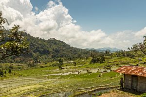 Ein Bauer steht an einer Blechhütte in den Reisfeldern auf der indonesischen Insel Flores / © Foto: Georg Berg