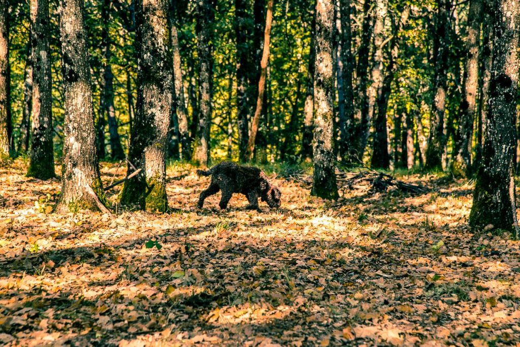Fast sieht man den Hund vor lauter Bäumen nicht. Trüffelspürhund Elfe auf Suche / © Foto: Georg Berg