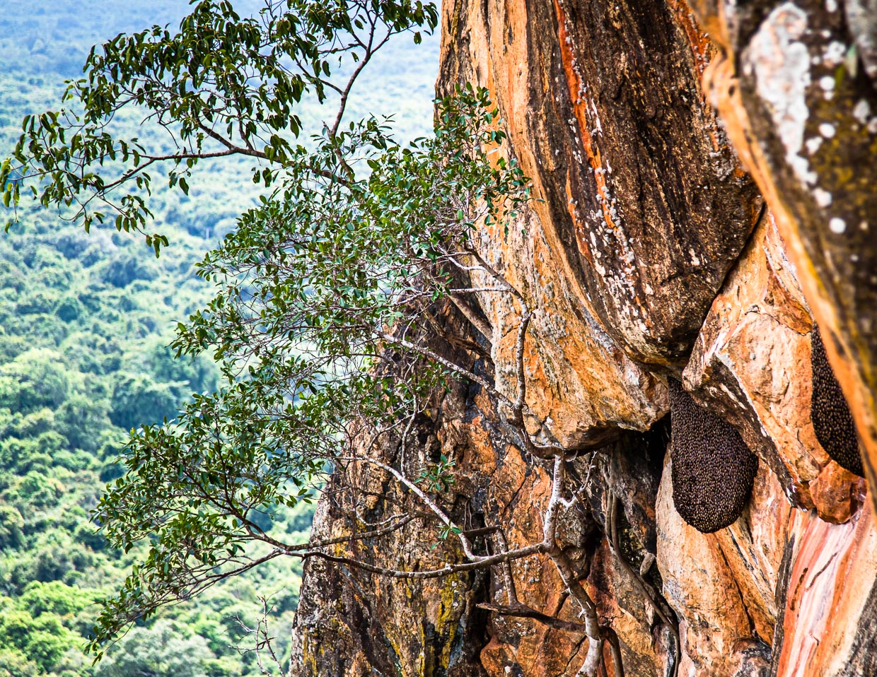 An der steilsten Stelle der Felsenfestung Sigiriya haben wilde Bienen ihr Nest gebaut / © Foto: Georg Berg