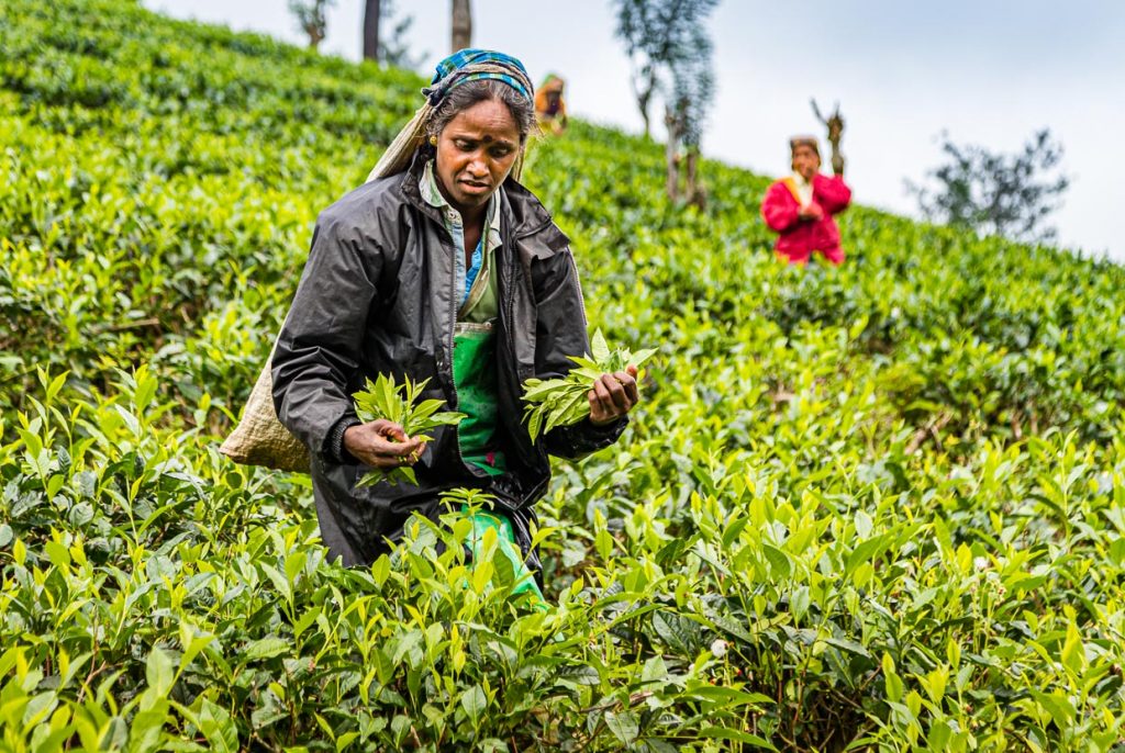 Teepflückerinnen bei Nuwara Eliya / © Foto: Georg Berg