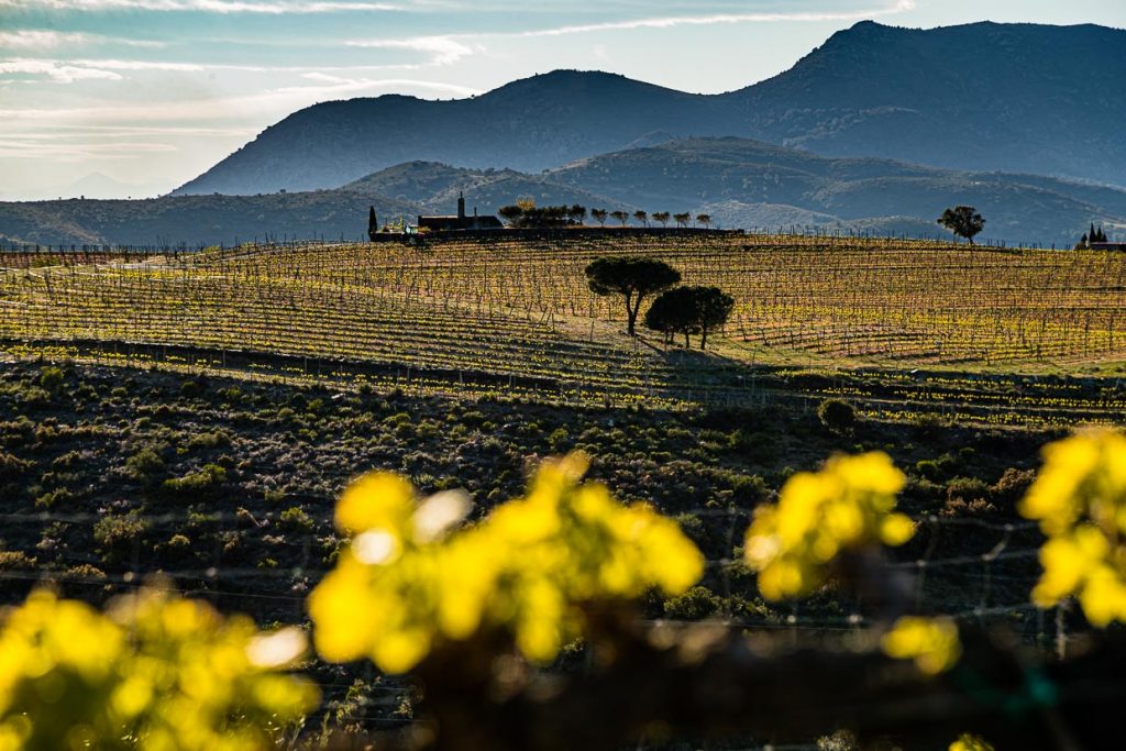 Der Wein, die Sierra und das Meer. Im Naturschutzgebiet Cap de Creus liegen drei Weingüter. Martin Faixó bewirtschaftet hier 13 Hektar mit teils endemischen Reben wie dem Picapoll / © Foto: Georg Berg