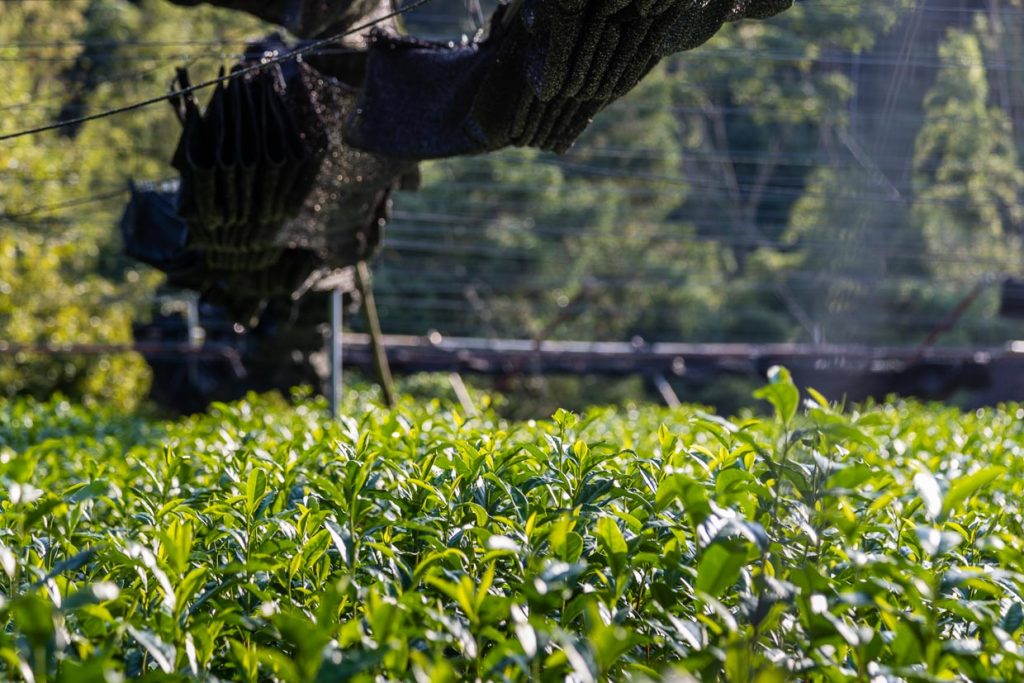 Noch hängen die Schatten-Netze wie ein großer schwarzer Drache der Augsburger Puppenkiste über den Feldern der Teefarm Sansuien / © Foto: Georg Berg