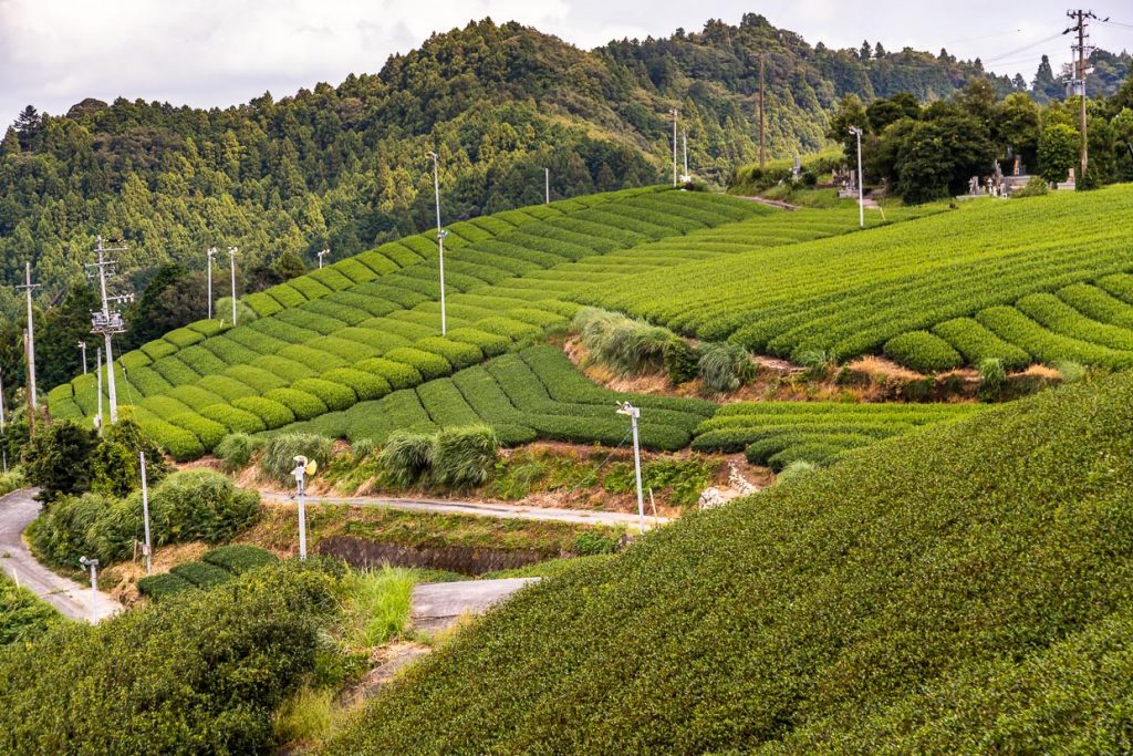 Teefelder in der japanischen Präfektur Shizuoka / © Foto: Georg Berg