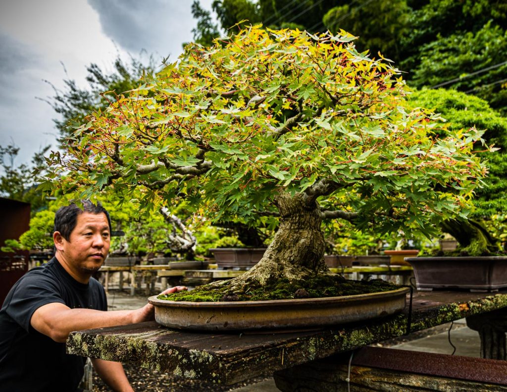 Der Bonsai hat schon viele Gärtnergenerationen erlebt / © Foto: Georg Berg