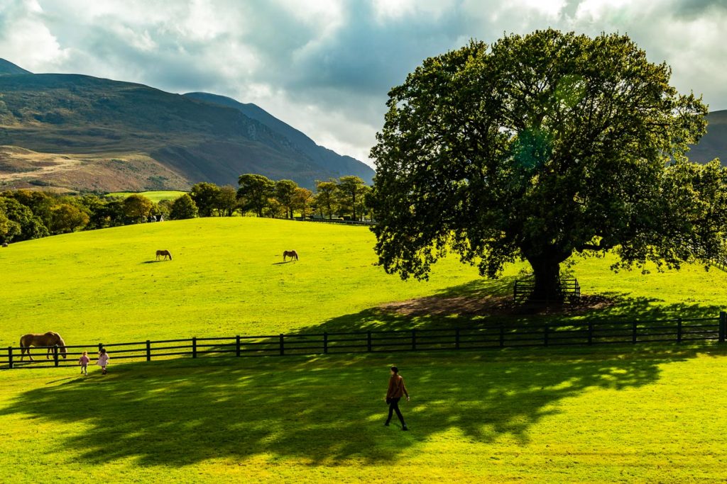 Der Blick nach Süden ist immer wieder grandios. Hier aus der Upper Lounge ist die alte Eiche zu sehen, die auch im Logo von The Dunloe Hotel & Gardens abgebildet ist / © Foto: Georg Berg