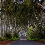 The Dark Hedges nahe Ballymoney, Nordirland. Drehort von Game of Thrones / © Foto: Georg Berg
