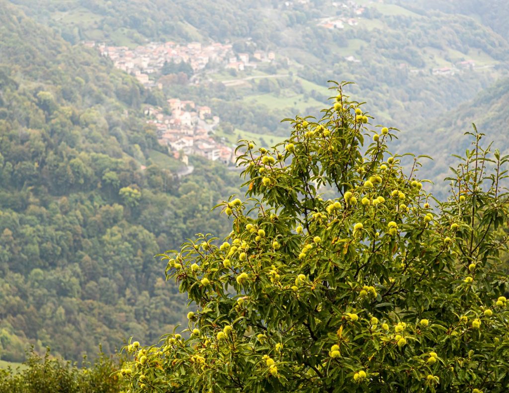 Kastanienbäume im Valle di Muggio. Noch heute wird jährlich ein Kastanienfest gefeiert. Früher waren Maronen ein Hauptnahrungsmittel der armen Landbevölkerung / © Foto: Georg Berg