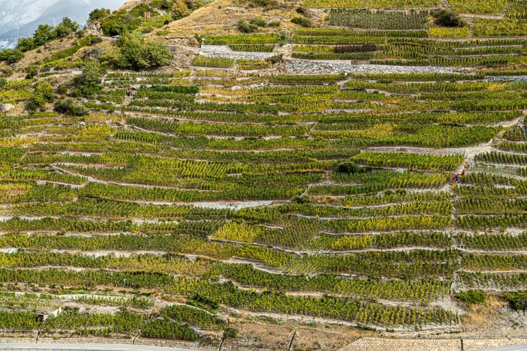 Der in Europa höchstgelegene Weinberg von Visperterminen / © Foto: Georg Berg