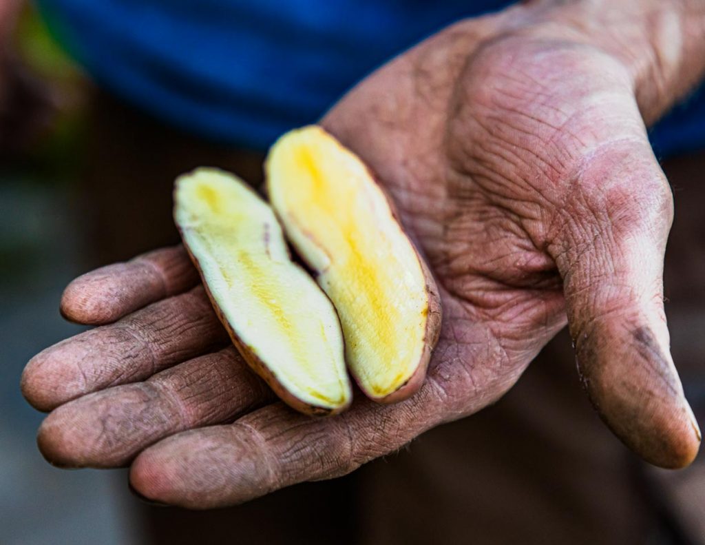 Die Kartoffelsorte Bamberger Hörnla ist länglich und leicht gekrümmt. Sie kann ihre Abstammung von alten südamerikanischen Kartoffelsorten nicht verheimlichen. Geschätzt wird sie wegen des nussigen Geschmacks / © Foto: Georg Berg