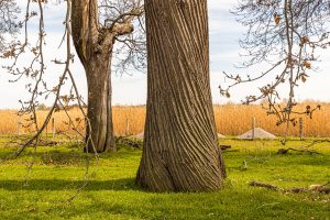 Alte Kastanienalllee (Esskastanien) von Schloss Dyck bei Grevenbroich. Mehr als 214 Bäume wurden in den Jahren 1774 bis 1811 für eine Allee zwischen dem Schloss und dem Nikolaus-Kloster gepflanzt. Es ist vermutlich die älteste und längste noch existierende Kastanienallee in Deutschland / © Foto: Georg Berg