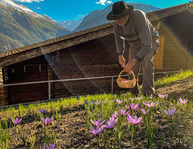 Safranernte in der Schweiz / © Foto: Georg Berg