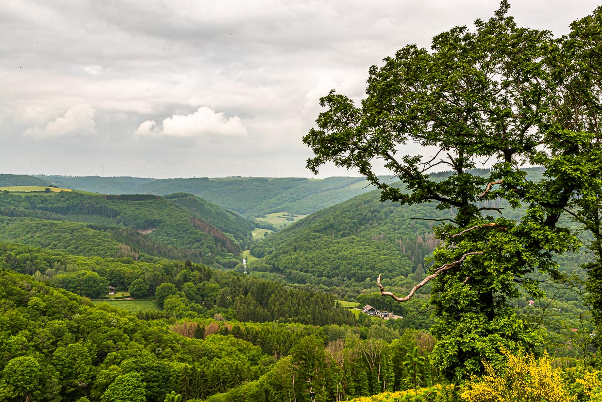 Landschaft am Fluss Sauer in Luxemburg / © Foto: Georg Berg