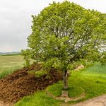 Napoléonsknäppchen in Luxemburg. Denkmal an einem Aussichtspunkt mit einem zu Ehren Napoleons gepflanzten Baum / © Foto: Georg Berg