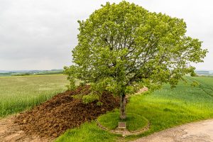 Napoléonsknäppchen in Luxemburg. Denkmal an einem Aussichtspunkt mit einem zu Ehren Napoleons gepflanzten Baum / © Foto: Georg Berg