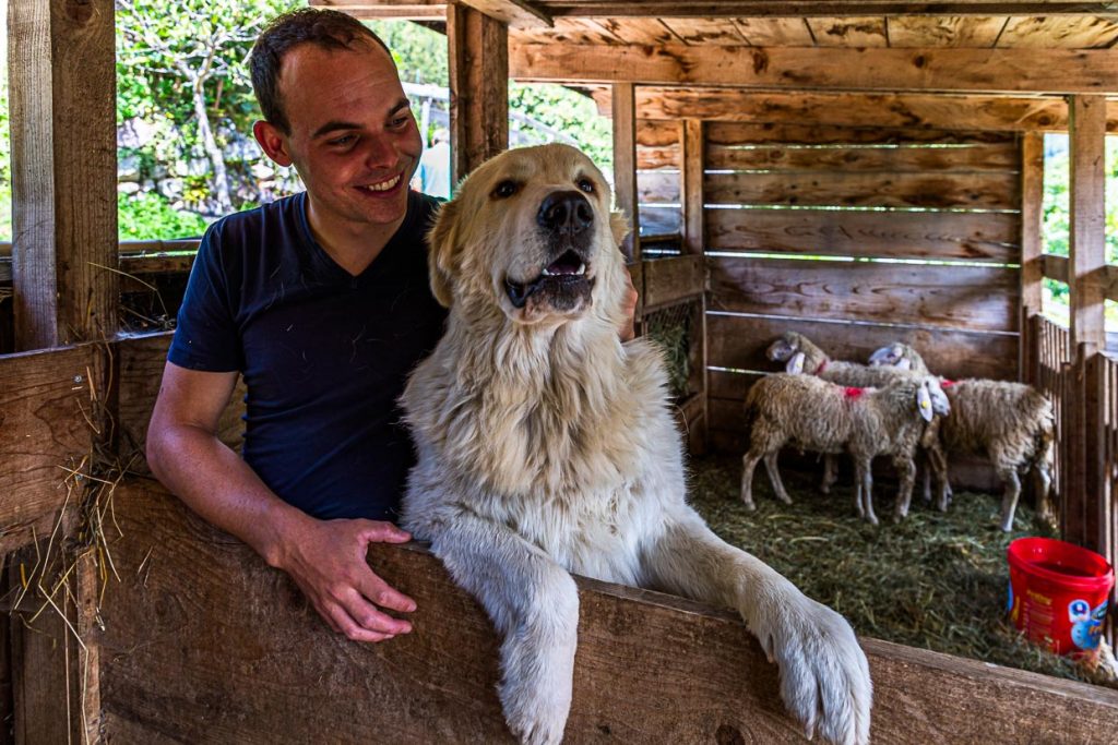 Franz Mair mit seinem Herdenschutzhund Kira. Beide Hunde sind tagsüber mit ein paar Schafen in einem offenen Verschlag / © Foto: Georg Berg