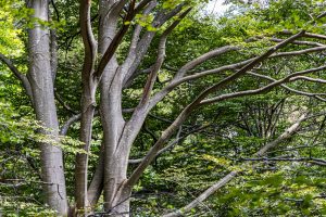 Diese Buchen waren der Grund für die Auszeichnung zum UNESCO Welterbe im Maggia Tal im Tessin, Schweiz / © Foto: Georg Berg