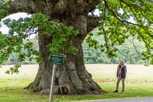 Die Eiche ist über 500 Jahre alt. Ihren Namen hat sie vom Dichter Ambrosius Stub, der gerne an ihrem Stamm Platz nahm und dichtete. Svendborg, Dänemark / © Foto: Georg Berg