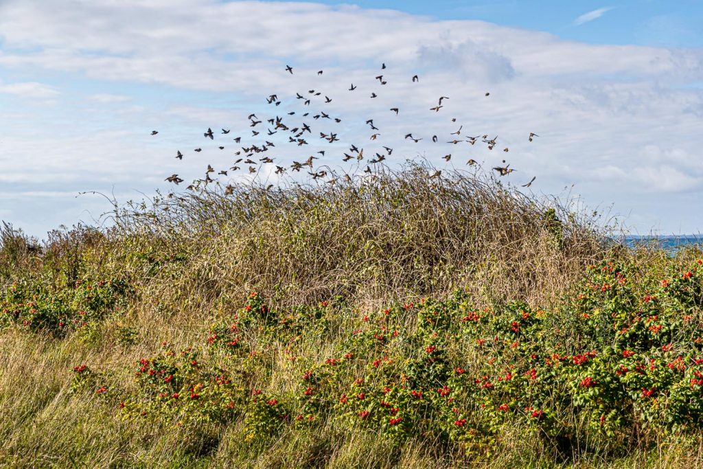 Formationsflug an der Küste. Vögel finden im Herbst besonders viel Nahrung in den Hecken voller Beerenfrüchte / © Foto: Georg Berg