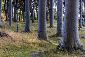 Der Wald Travens Vänge liegt direkt an der Steilküste. Vor hieraus hat man einen guten Blick nach Fünen / © Foto: Georg Berg