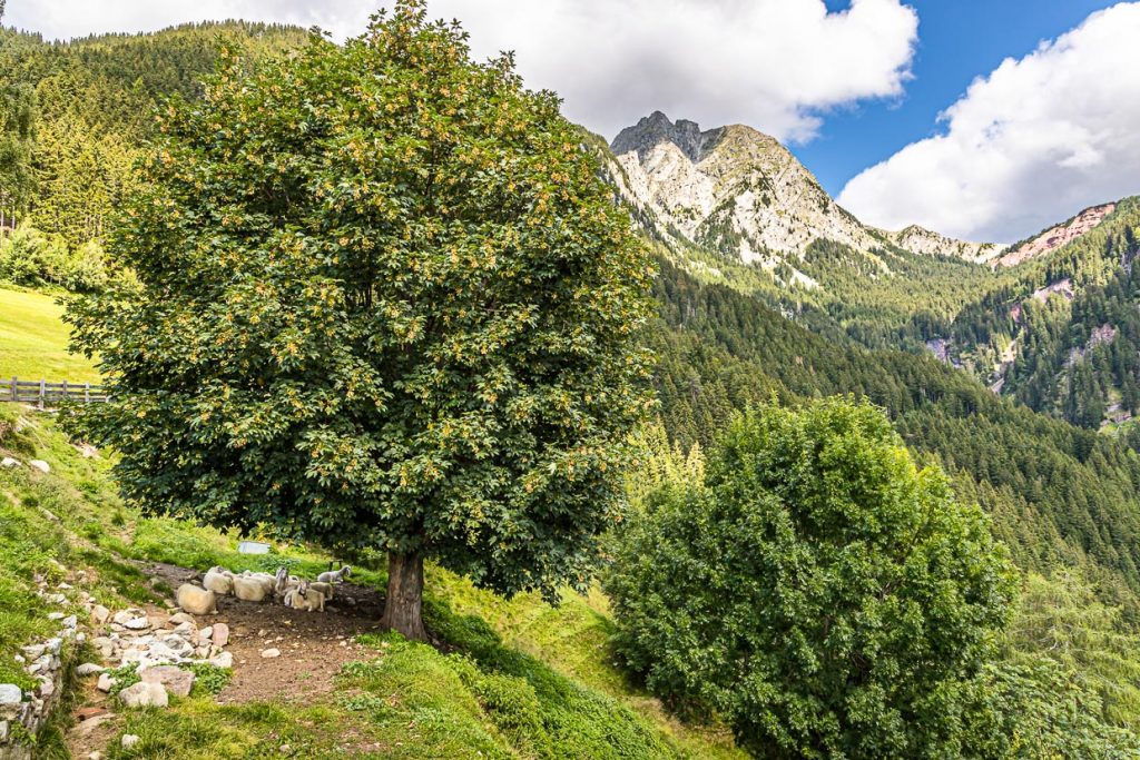 Unter einem riesigen Ahornbaum lassen es sich die Schafe gut gehen / © Foto: Georg Berg